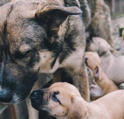 德牧懷孕多久會顯奶：探討犬類懷孕期生理變化與養護細節