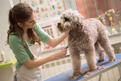 巨型貴賓犬修毛多少錢？探討寵物美容行業的價格差異與服務品質